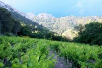 ジゴンダス　レ•フォイユ　2022年　ドメーヌ•ビュルル